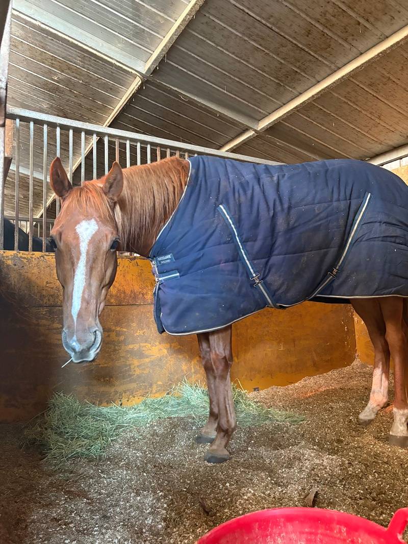 活動写真 馬房で過ごす馬