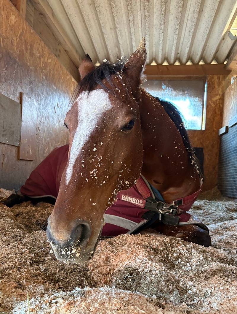 活動写真 馬房でリラックスする馬