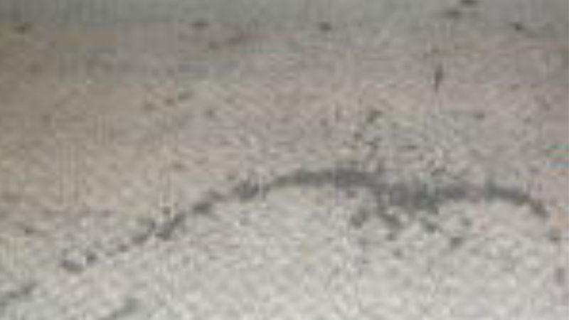 カーペット清掃　施工前